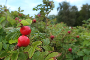 Rosehip bush with several red fruits