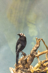 Coleto Bird (Sarcops calvus) - Unique Avian Beauty