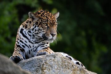 Jaguar - Panthera onca, portrait of beautiful large cat from South American forests, Amazon basin,...