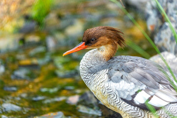 Common Merganser (Mergus merganser)