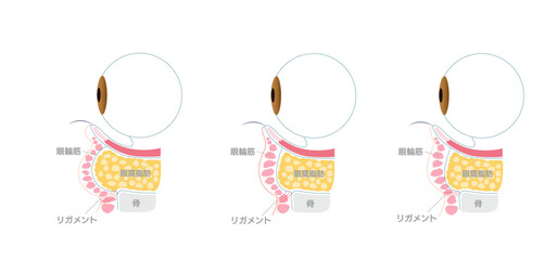 Obraz premium 目の解剖図｜眼窩脂肪・眼輪筋・リガメントの構造