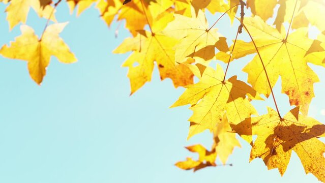 Super Slow Motion of Falling Autumn Maple Leaves against Blue Sky. Filmed on High Speed Cinema Camera, 1000 fps.