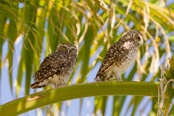 Owls in the branches of a palm tree on an Argentine summer afternoon.