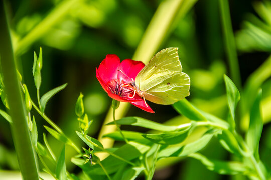 A beautiful yellow butterfly sits on a red flower. Beauty of nature. beautiful wallpaper