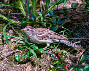 Chipping Sparrow Juvenile Photo and Image.  Close-up side view standing on moss with foliage background in its environment and habitat surrounding.