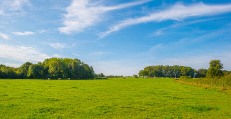 Fields and vegetables in a green hilly landscape in sunlight in autumn, Voeren, Limburg, Belgium, September 2023