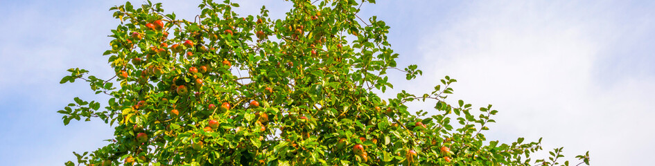 Apple trees in an orchard in a green grassy meadow in bright sunlight in autumn,  Voeren, Limburg, Belgium, September 2023