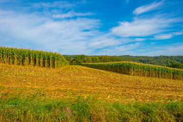 Fototapeta premium Fields and vegetables in a green hilly landscape in sunlight in autumn, Voeren, Limburg, Belgium, September 2023