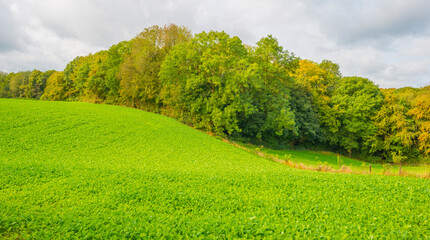 Obraz premium Fields and vegetables in a green hilly landscape in sunlight in autumn, Voeren, Limburg, Belgium, September 2023