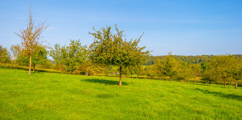 Apple trees in an orchard in a green grassy meadow in bright sunlight in autumn,  Voeren, Limburg, Belgium, September 2023