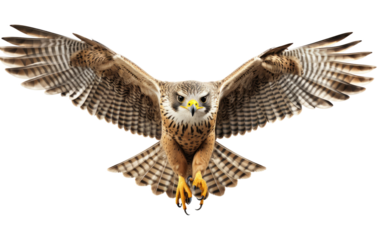 Flying Beautiful Brown Falcon on White Transparent Background.