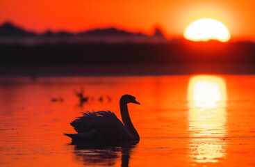 Danube delta wild life birds a graceful swan gliding through the water at sunset biodiversity Conservation