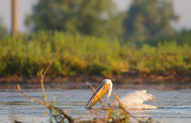 Danube delta wild life birds a majestic pelican gracefully swimming in the water, highlighting the beauty of nature and the impact of climate change biodiversity Conservation