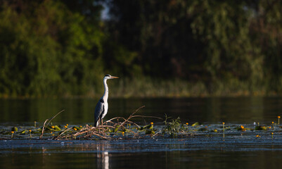 Danube delta wild life birds a pelican perched on a branch, showcasing the impact of climate change...