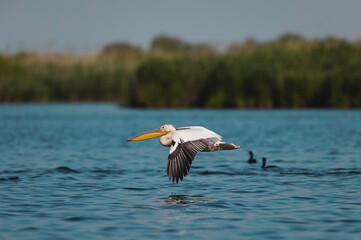 Danube delta wild life birds a pelican soaring above a shimmering body of water, symbolizing the...