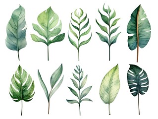 A set of watercolor tropical leaves on a white background, including monstera, banana, and palm leaves, in a variety of shades of green, with hints of yellow and red.