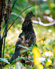 Partridge Photo and Image. Male ruffed grouse struts mating plumage in the forest with a blur forest background in its environment and habitat with a close-up profile side view.
