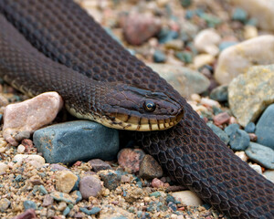 Snake Photo and Image.  Close-up basking in sun on rocks with a blur background in its environment and habitat surrounding.