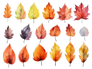 Watercolor painting of autumn leaves in different shapes and sizes, including maple, oak, and birch leaves in vibrant shades of red, orange, yellow, and brown, arranged on a white background.
