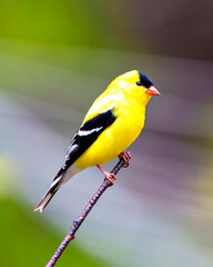 American Goldfinch Photo and Image. Male close-up side view perched on a twig with a colourful...