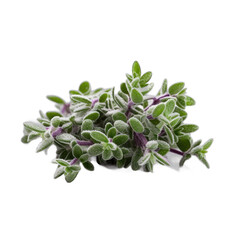 Thyme covered with frost and snow isolated on transparent background