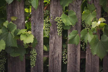 Nature wooden background. Green leaves of the grapes on natural wooden background. A bunch of...