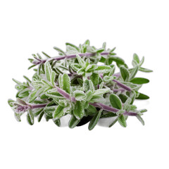 Thyme covered with frost and snow isolated on transparent background