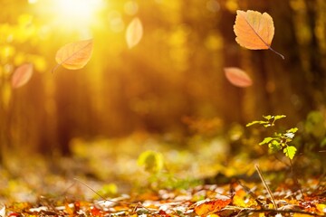 Orange dry fall leaves in autumn park.
