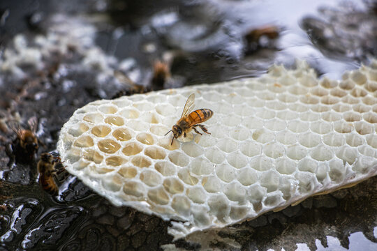Bees sit on a nectar-collecting hive and the floor has nectar stains.