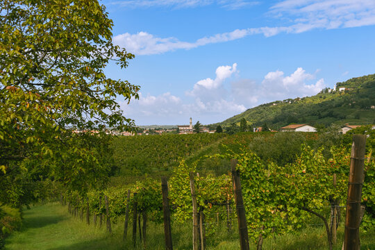View Over Vineyard Close To Cormons