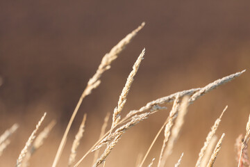 Fototapeta premium Dry grass