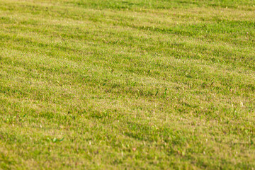 Beautiful green grass texture