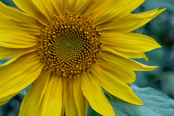 Sunflower growing in the garden, close-up.