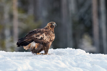 Golden eagle (Aquila chrysaetos)