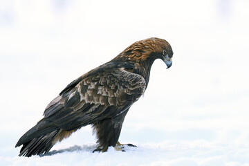 Golden eagle (Aquila chrysaetos)
