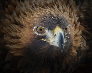 Golden eagle (Aquila chrysaetos)