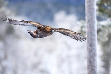 Golden eagle (Aquila chrysaetos)
