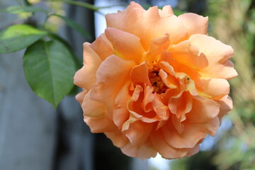 Orange rose in the garden 