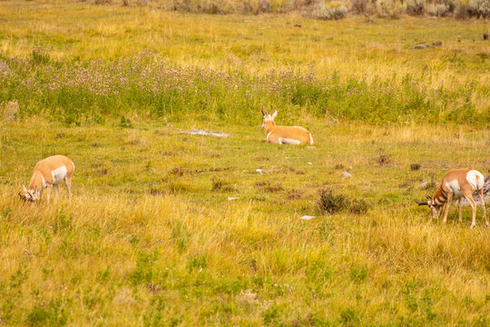 Pronghorns in Yellowstone National Park USA