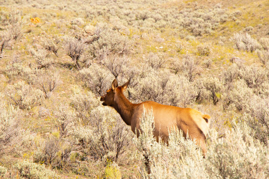 Wapiti im Yellowstone National Park USA
