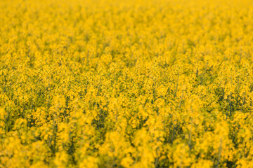 field of rapeseed