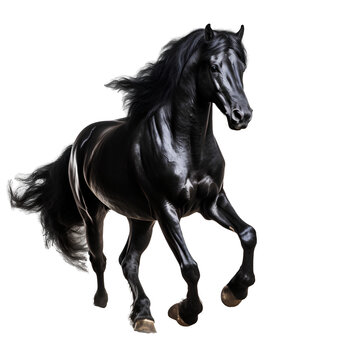 black horse on transparent background PNG