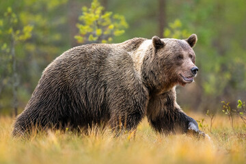 Adult male brown bear walking in the bog scenery in the autumn