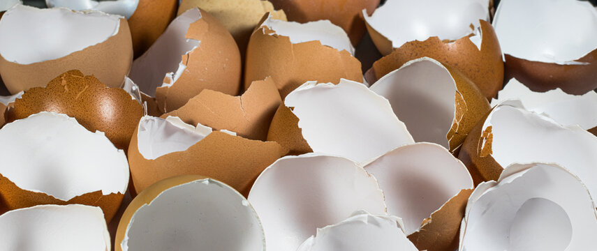 Background and texture of eggshells.