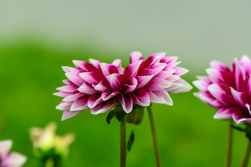 Fototapeta premium red chrysanthemums on the lawn in the city 14