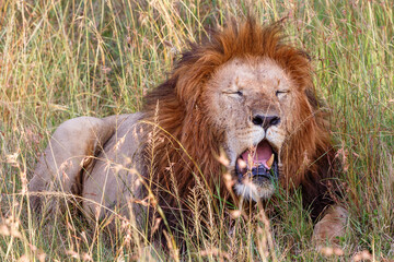 Male Lion yawning in the savannah