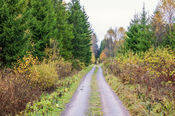 Dirt road with a grass shoulder in the woodland at autumn