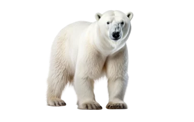 Foto op Canvas White Portrait Polar Bear on White Transparent Background. © Muhammad
