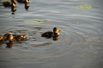 Little ducklings in the water. Young ducklings, still small, swim on the calm surface of the lake. The chicks have yellow-brown down. They confidently fight on the water, snooping for food.