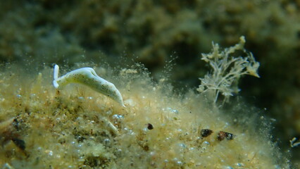 Sea slug Timid elysia (Elysia timida) close-up undersea, Aegean Sea, Greece, Halkidiki